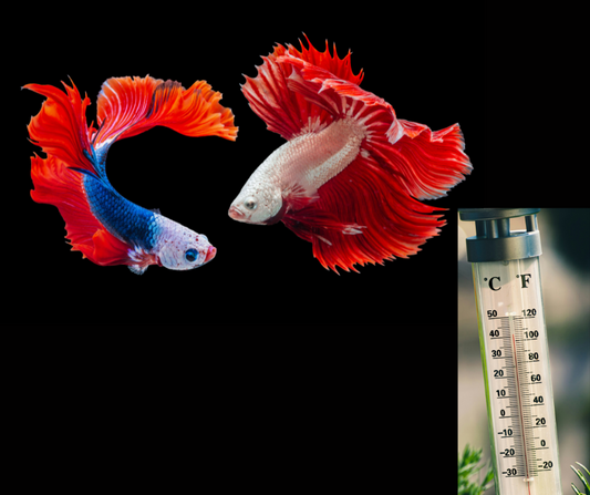 How Water Temperature Affects Fishing - Learn When and Where Fish Are Most Active