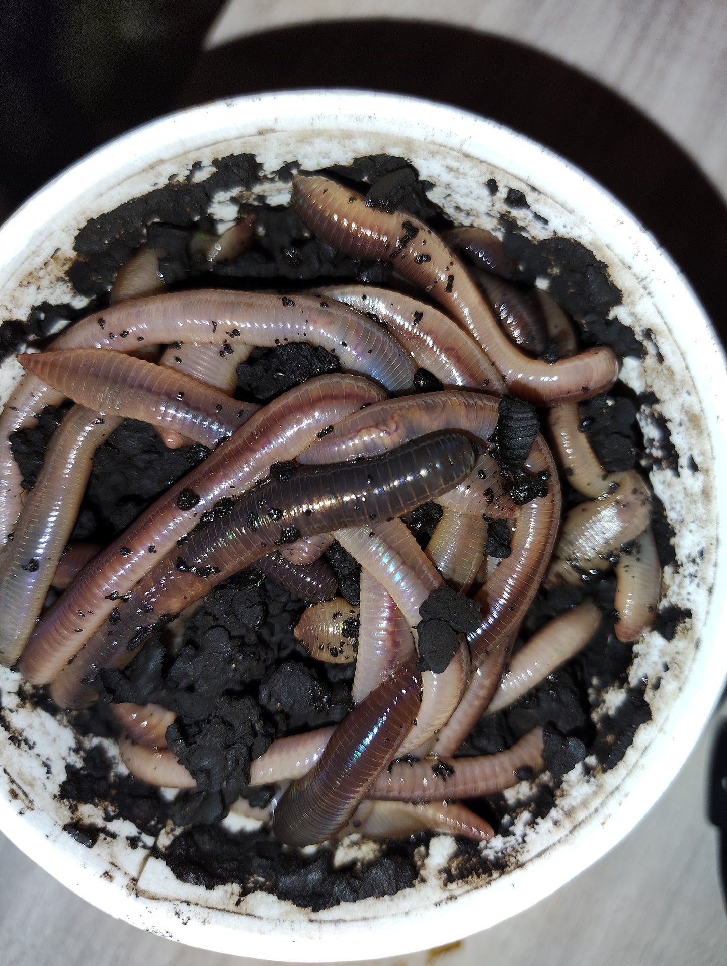 Nightcrawlers | Fresh, Lively Bait for Fishing All Species