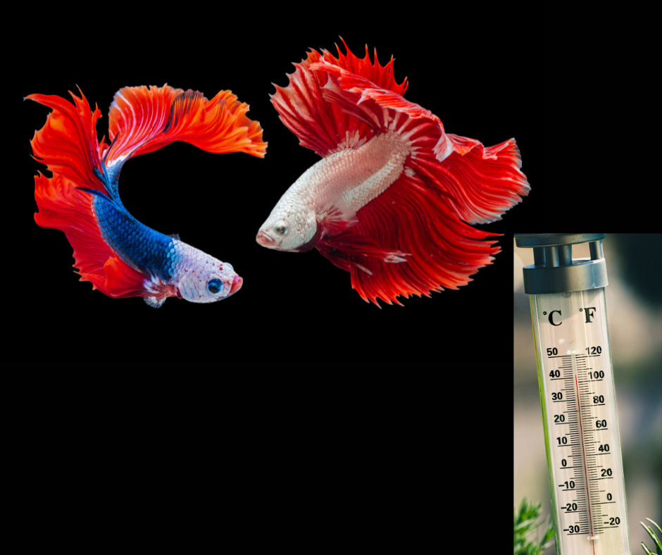 How Water Temperature Affects Fishing - Learn When and Where Fish Are Most Active