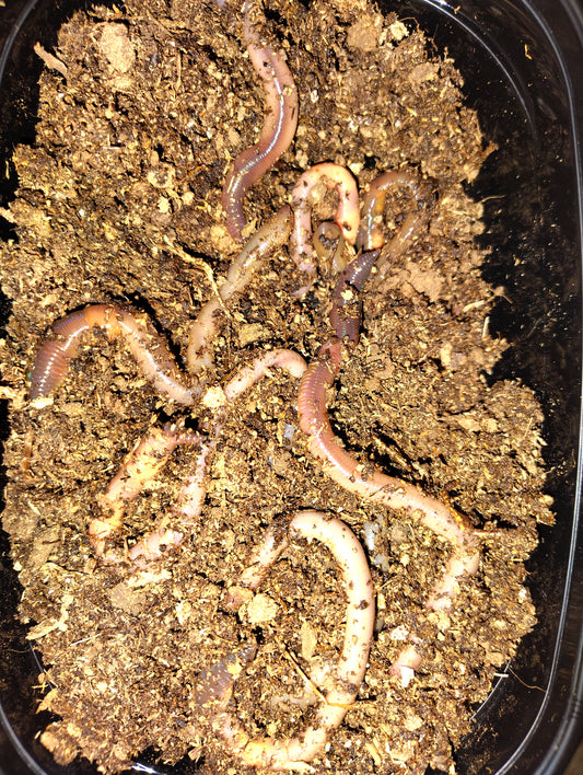 Nightcrawlers | Fresh, Lively Bait for Fishing All Species